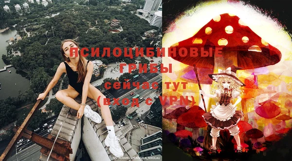 сатива Новокубанск